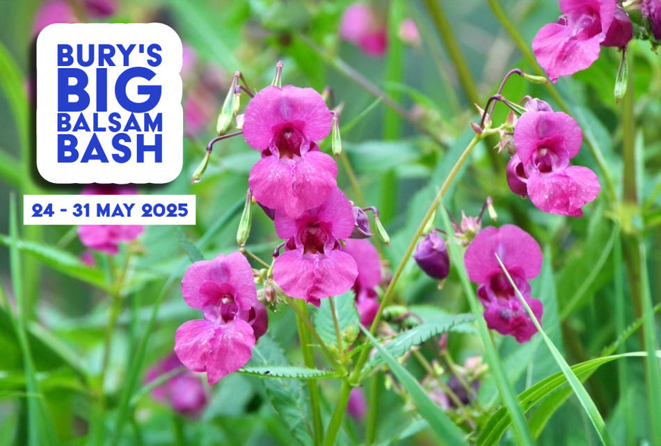 Himalayan Balsam, Bury's Big Balsam Bash, 24 - 31 May 2025.