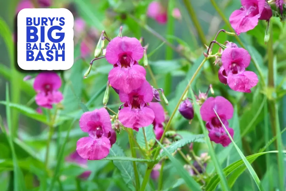 Background image of the plant Himalayan Balsam, top right in blue letters 'Bury's Big Balsam Bash.