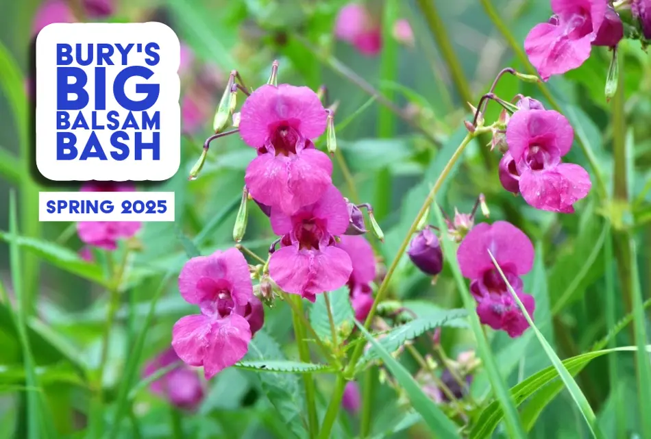 Himalayan Balsam, Bury's Big Balsam Bash, Spring 2025.