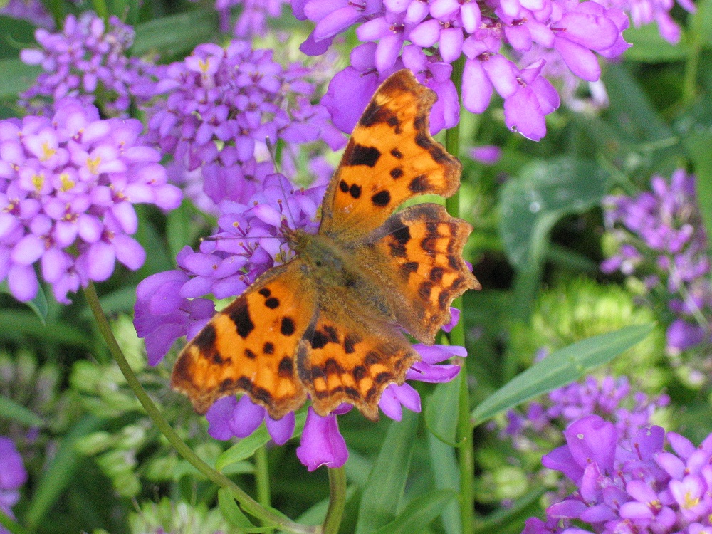 Yellow and black butterfly.