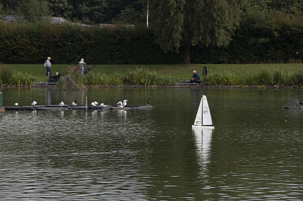 A model boat and water foul on a pond.