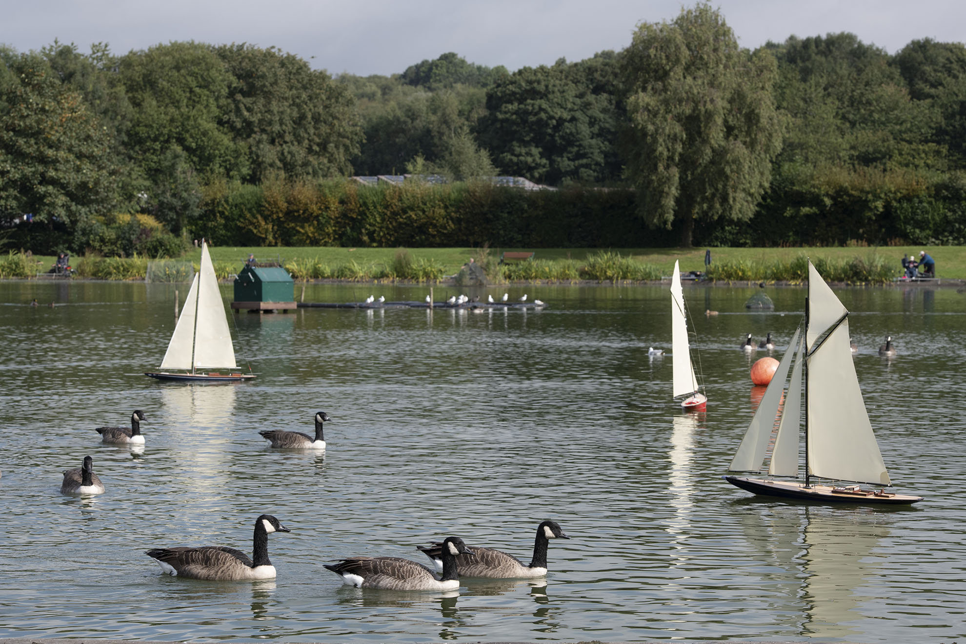 Three model boats and six geese within a large area of water with a field and large trees in the background.