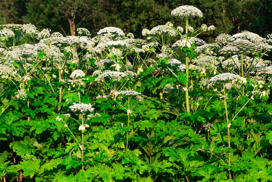 Invasive plants, Giant Hogweed