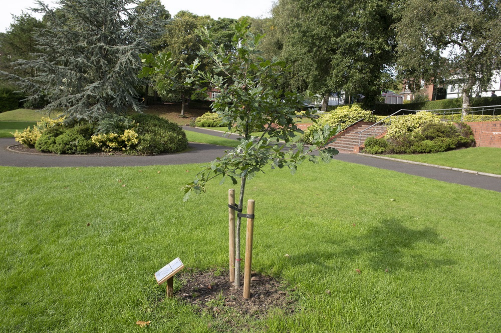 A newly planted tree on grass, near to a path.