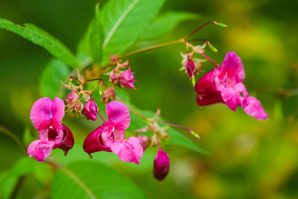 Flowered Himalayan Balsam plant.