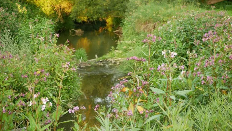 Himalayan Balsam plants by a river.