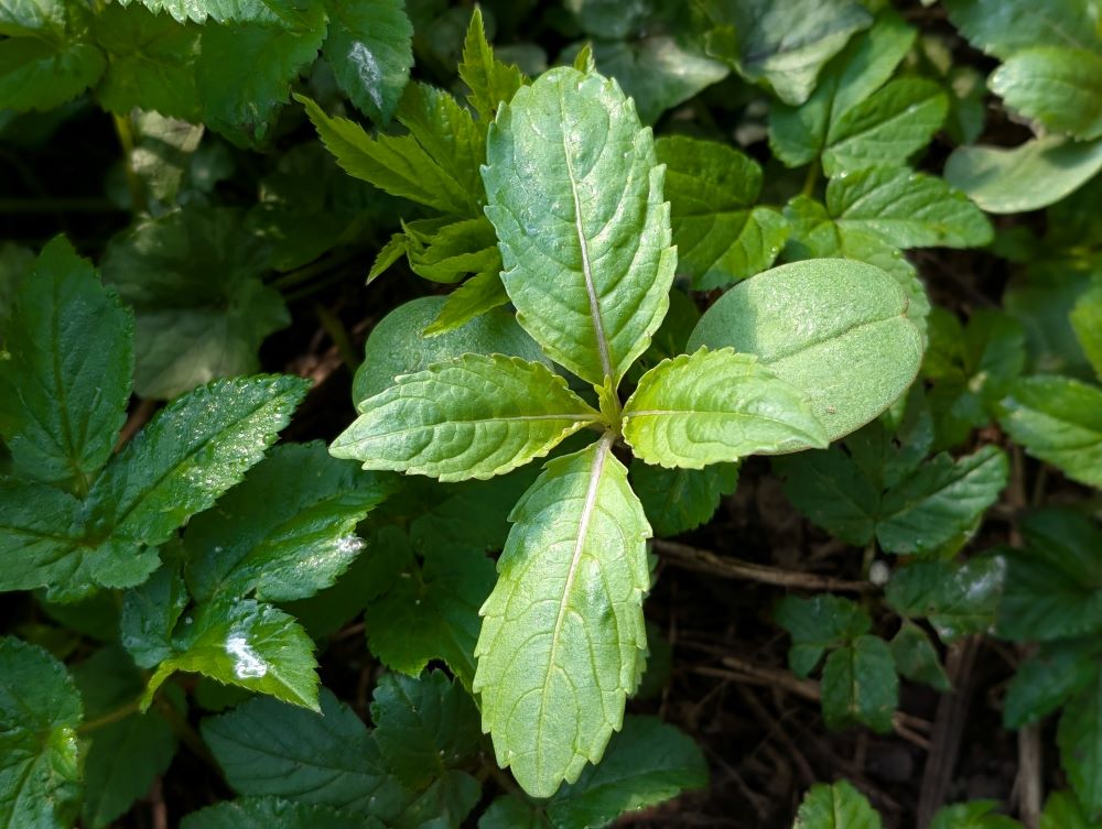 Himalayan Balsam plant before flowering