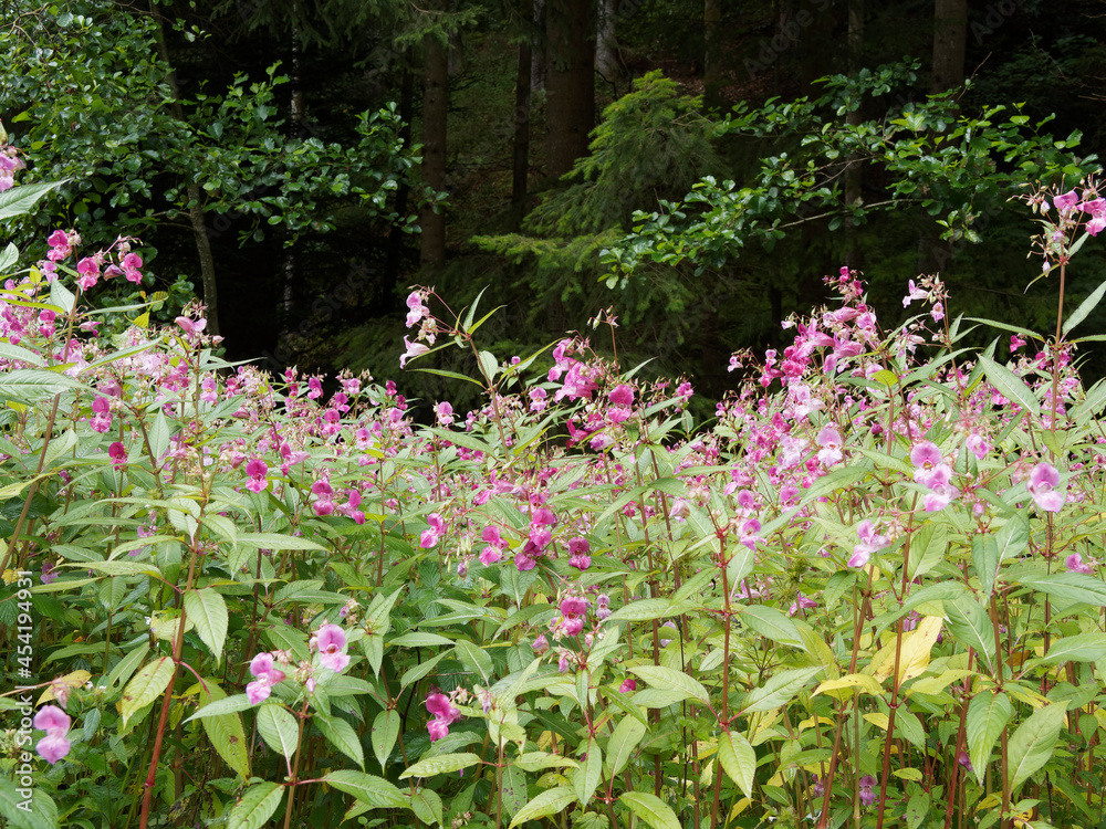 A large Himalayan Balsam plant.