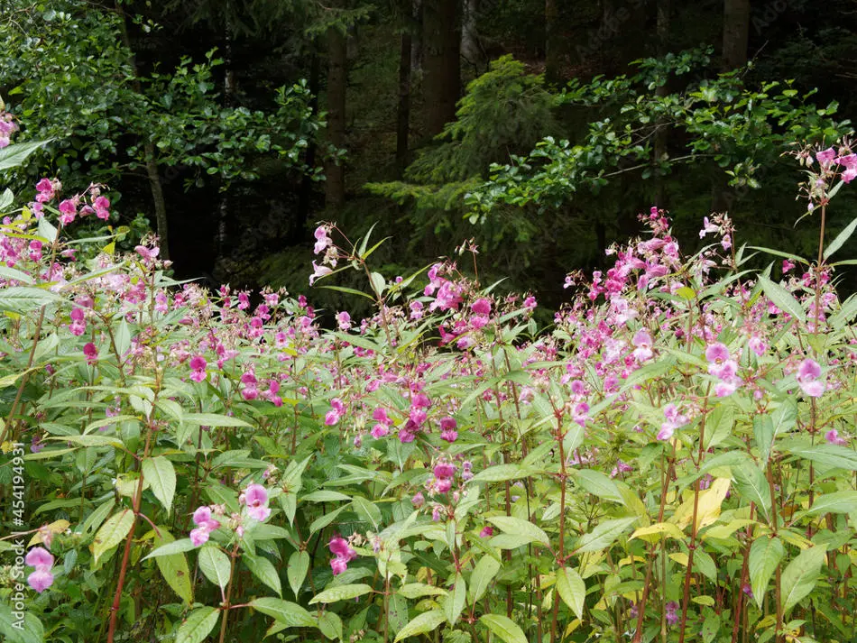 A large Himalayan Balsam plant.