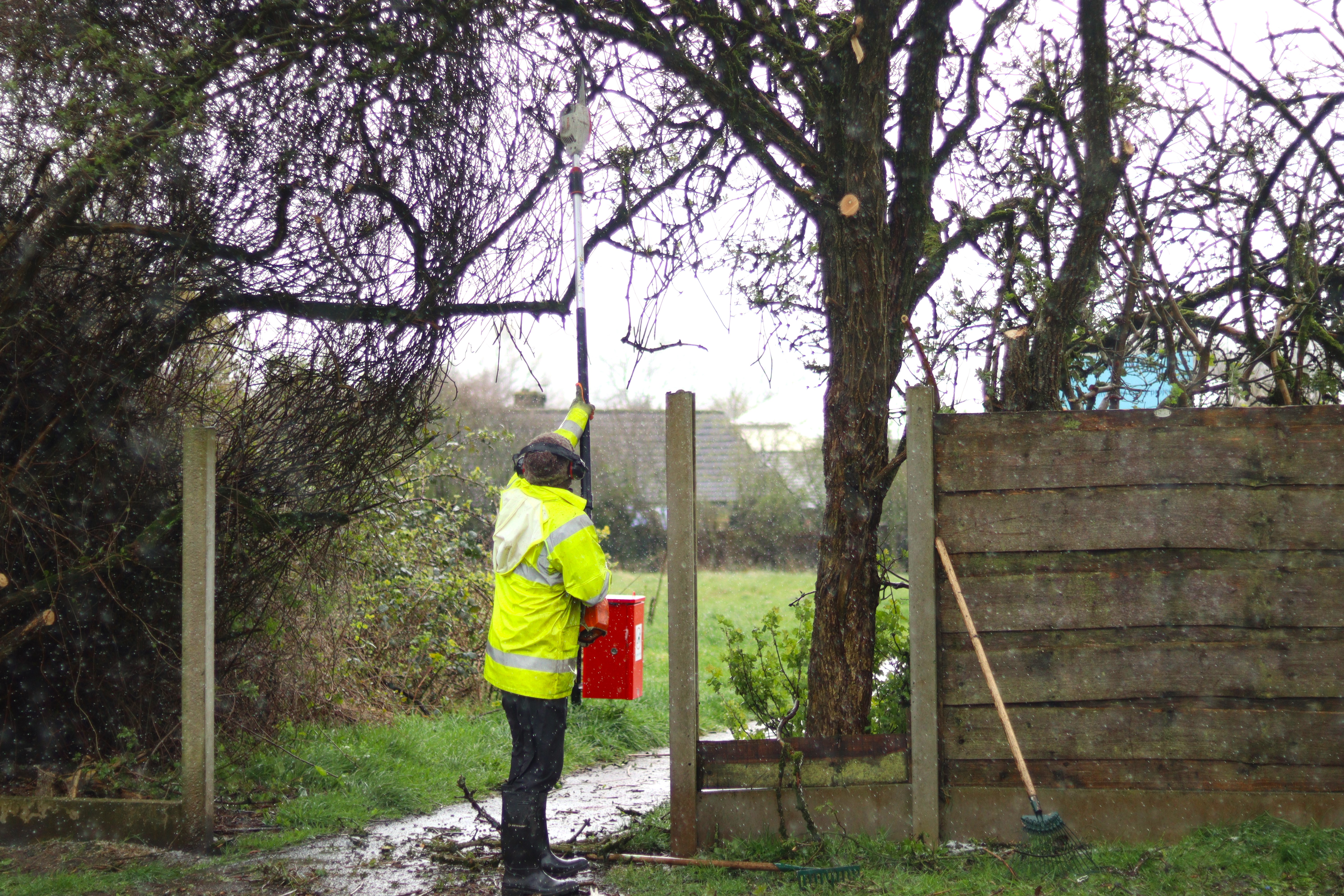 Caretakers trimming trees