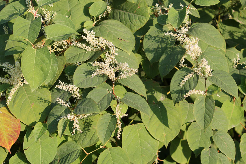 Invasive plants, Japanese Knotweed