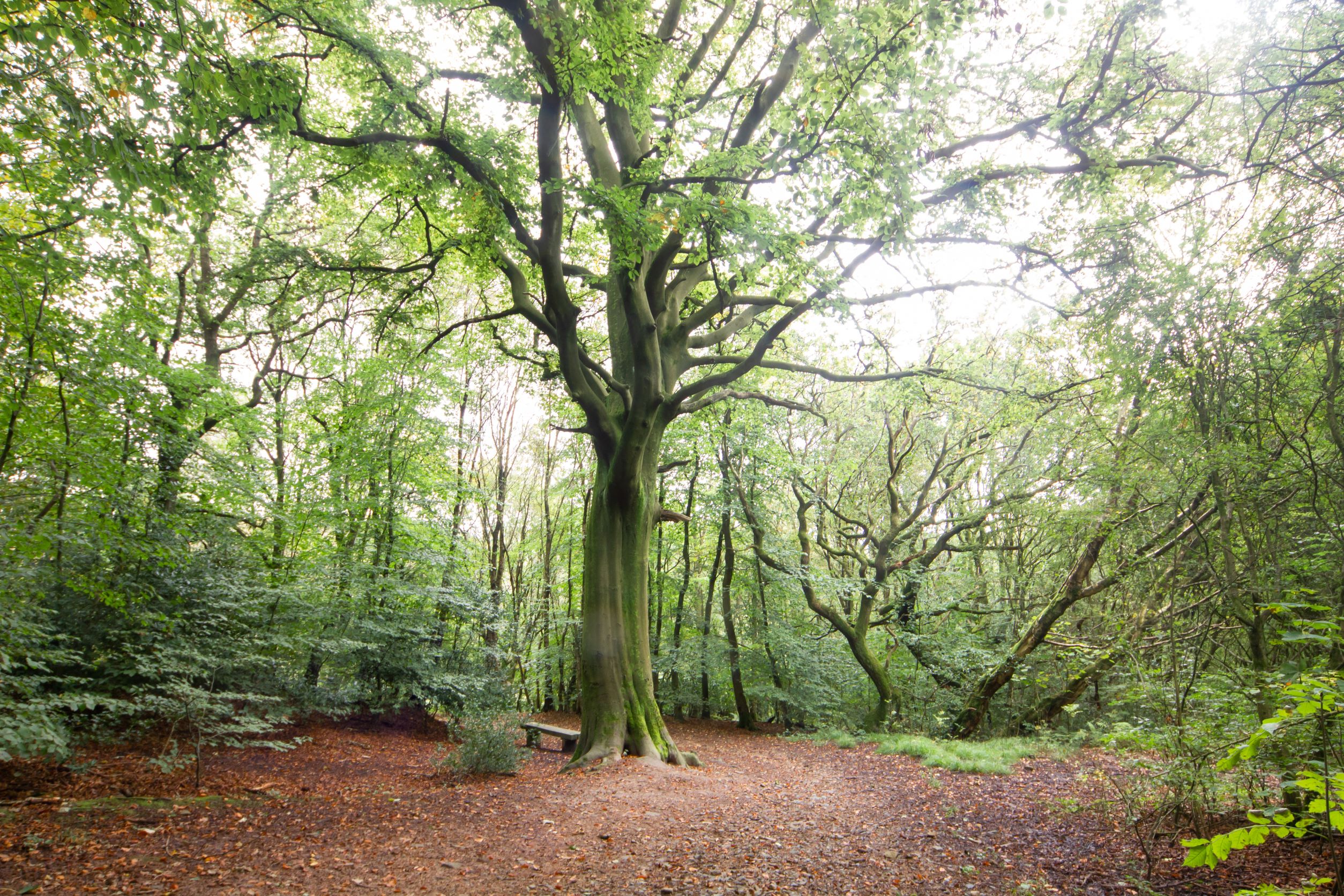 Old beech tree in Philips Park