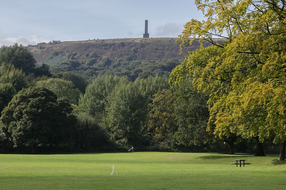 Field and trees with a bench.