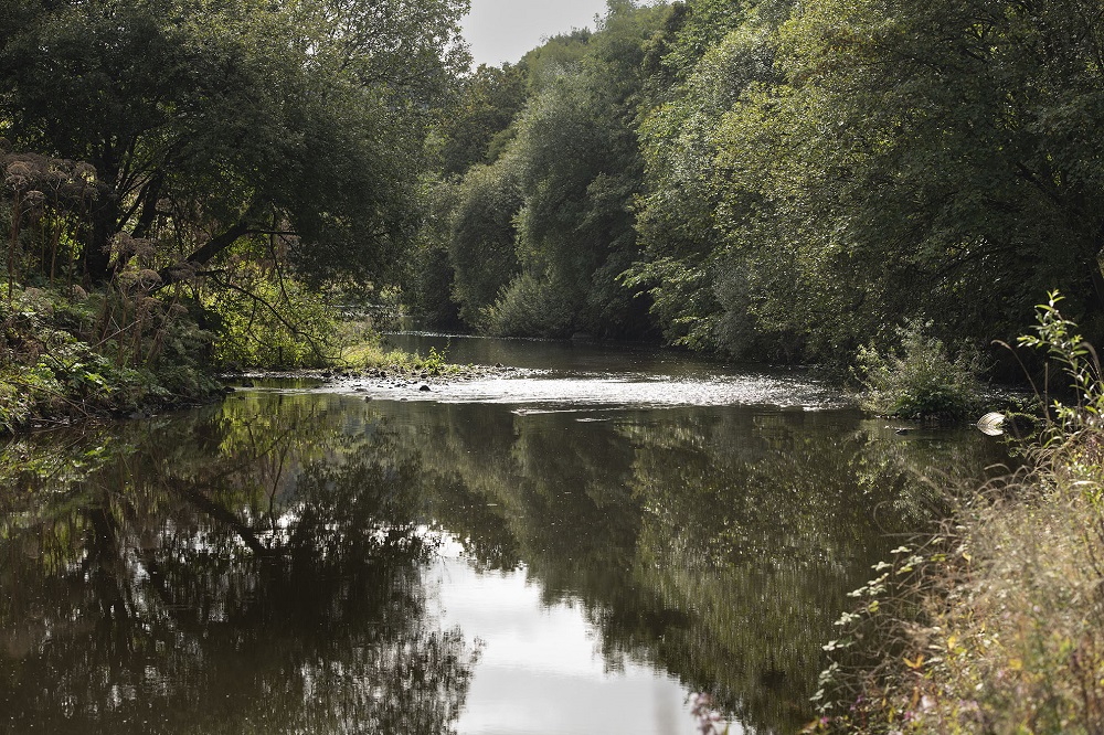 River surrounded by trees.