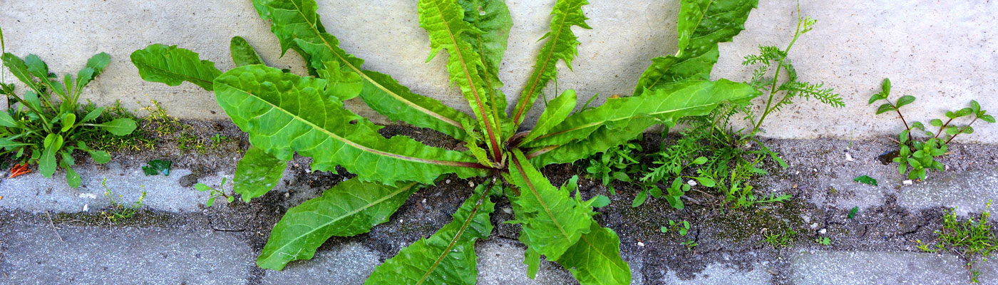 Weeds growing on a path